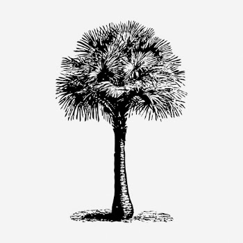 Tree hand drawn illustration, Australian | Free Photo - rawpixel