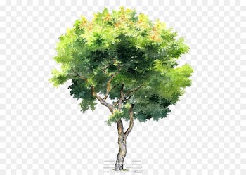 Tree - Hand-painted trees 