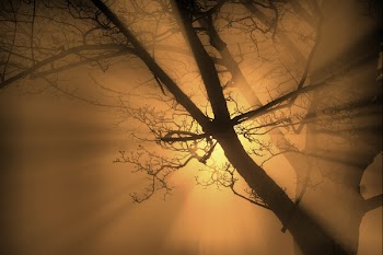 tree_hdr-2.jpg