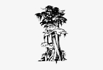 Tree Height - 100 - 00-150 - 00 Feet - Drawings Of Cypress Trees ...