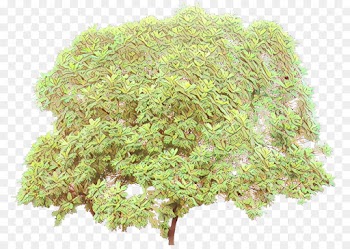 Tree, Herb, Plant, Grass PNG