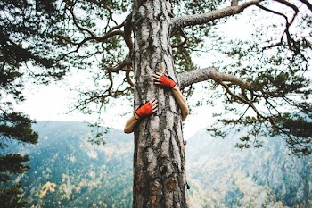 Tree Hugger