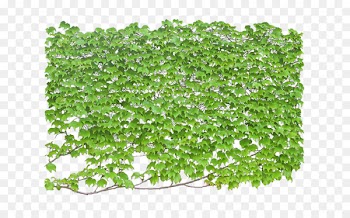 Tree Icon - Climbing plants Tiger 