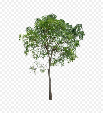 Tree Icon - Lush trees 