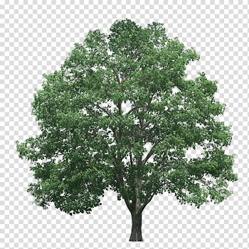 Tree icon, Tree Pine , Trees transparent background PNG clipart