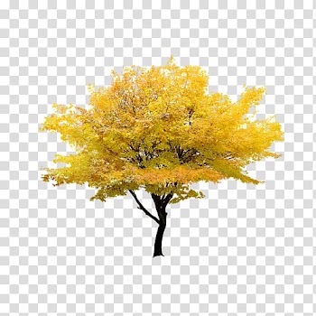 Tree illustration, Red maple Tree Maple leaf, tree transparent background PNG clipart