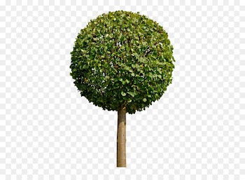 Tree Image Portable Network Graphics Leaf Shrub - tree 