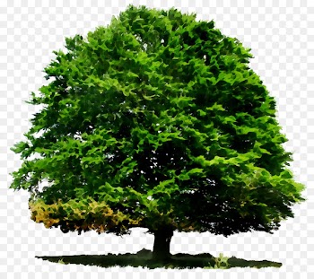 Tree Image Stump grinder Photograph stock.xchng -  