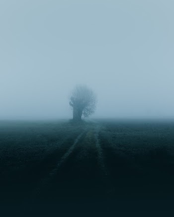 Tree In A Middle Of A Field