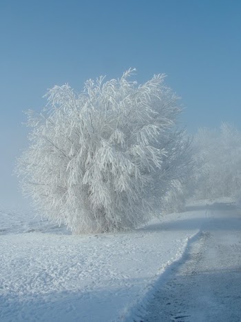 Tree in a mistic foggy ice world