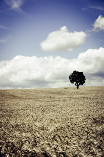 Tree in Brown Wheat Field