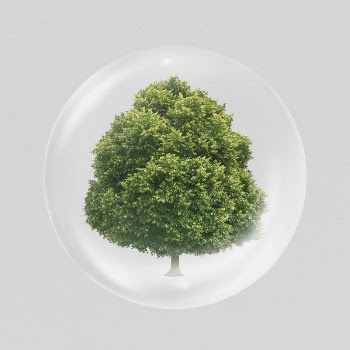 Tree in bubble sticker, nature | Free PSD - rawpixel