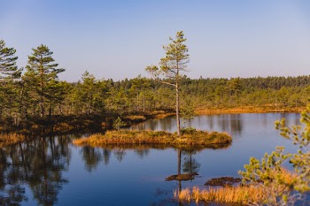 Tree in Middle of Water