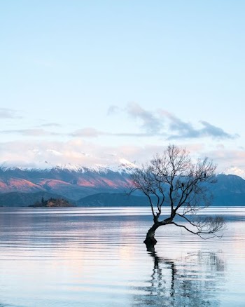 tree in middle of water during daytime