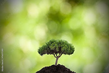 tree in the foreground