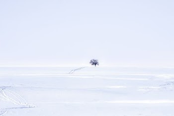 tree in the middle of snow