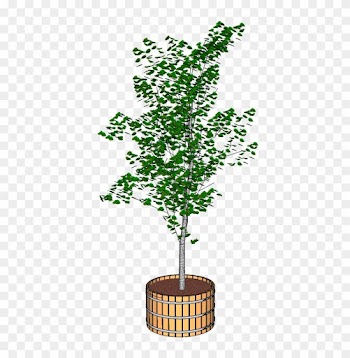 Tree In Tub Png