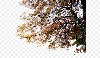 Tree Information Business House - Tree branches 