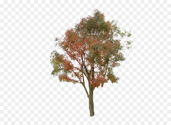 Tree Information Clip art - tree 