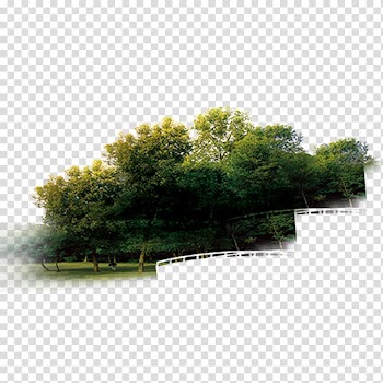 Tree Island Coconut, Tree Island transparent background PNG clipart
