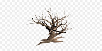 Tree Isolated Dead Plant Weathered Old Mor - Dead Tree Transparent Background
