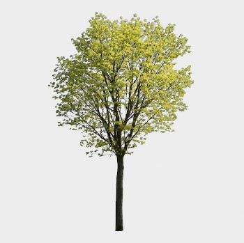 Tree isolated on white, nature | Free PSD - rawpixel