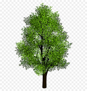 Tree Isometric projection Clip art - Green Tree Transparent Clipart Picture 