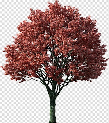 Tree Japanese maple Red maple Maple leaf Autumn leaf color, red sunset transparent background PNG clipart