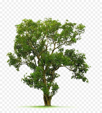 Tree Juglans - A Bodhi tree image material 