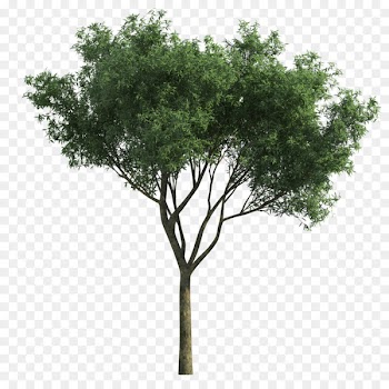 Tree Landscape Green Garden Vachellia tortilis - png for photoscape 