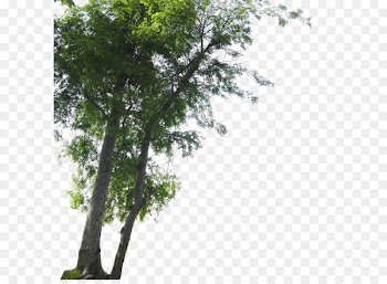 Tree Landscape - Landscape foreground tree 