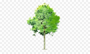 Tree Landscape - Trees background Trees transparent element 