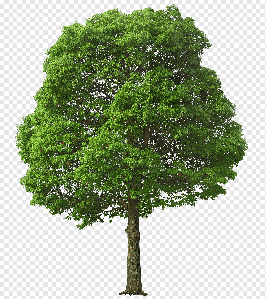 Tree, Large Green Tree, green tree illustration, leaf, branch, presentation png