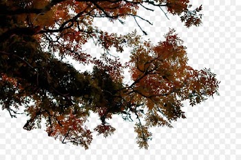 tree leaf branch woody plant plant