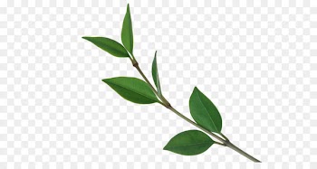 Tree Leaf Computer file - Tea Tree branches 