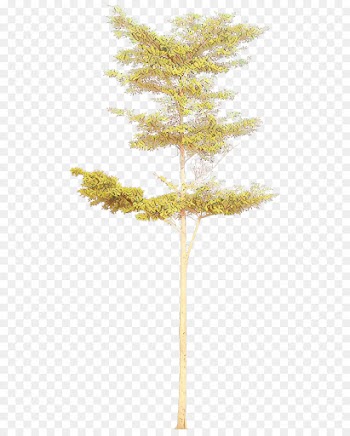tree leaf plant woody plant branch