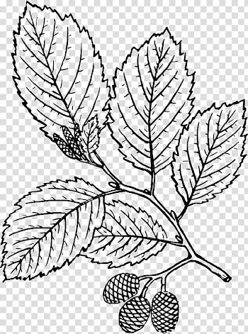 Tree Leaf Red alder Coloring book, tree transparent background PNG clipart