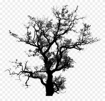 Tree, Leaves, Leaf, Nature, Ecological, Environment - Old Tree Without Leaves Png