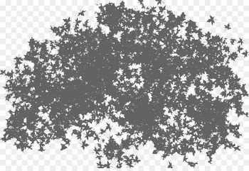 Tree Light Branch Shadow - sea buckthorn 