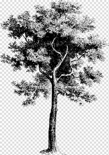 Tree , lime frame transparent background PNG clipart