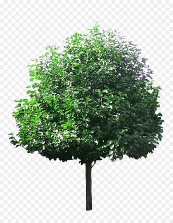 Tree Lindens - Linden tree picture material 