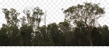 Tree line Building Lumber Shrub - forest 