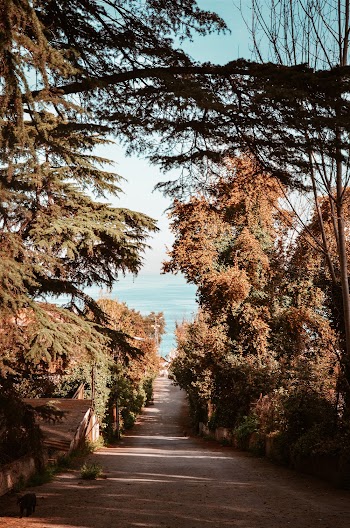Tree Lined Concrete Road Leading to Sea