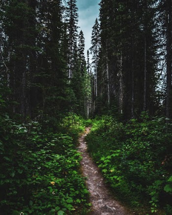 Tree Lined Road