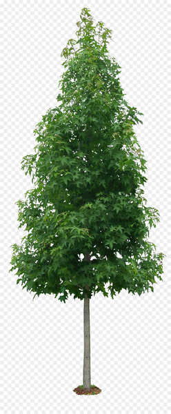 Tree Liquidambar formosana Shrub Autumn leaf color - Luxuriant trees 