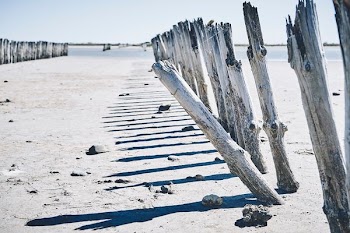 tree logs mounted on sands