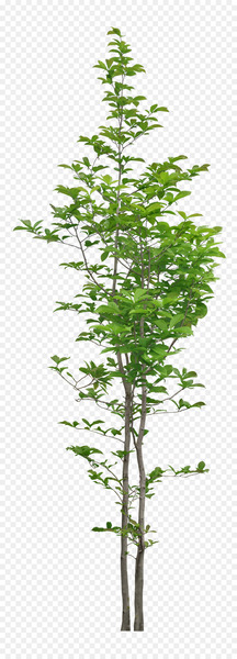 Tree - Luxuriant trees 