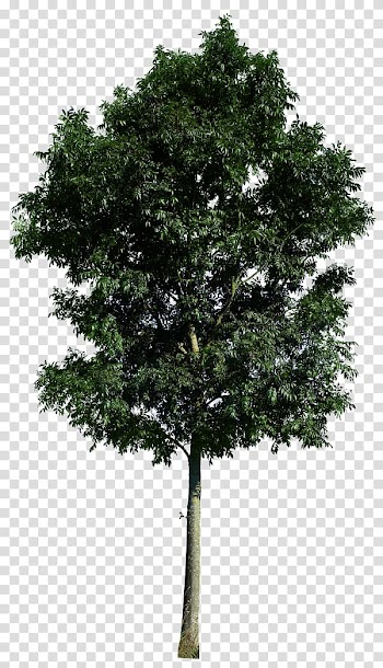 Tree , magnolia flower transparent background PNG clipart