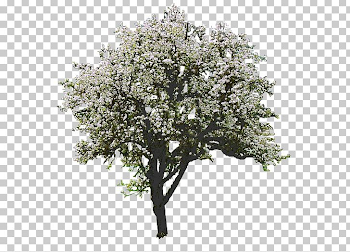 Tree Magnolia Rendering PNG, Clipart, Branch, Magnolia, Nature ...