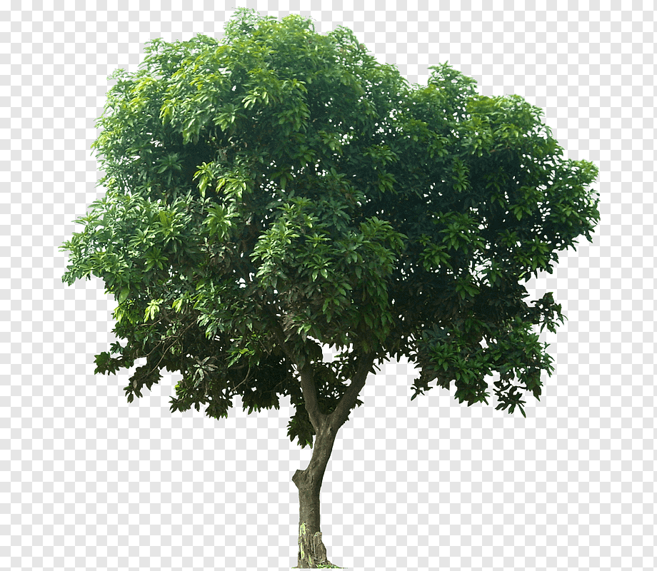 Tree Mangifera indica, great tree, branch, desktop Wallpaper, tree png